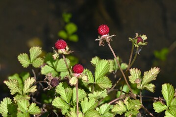 Indian strawberry (Potentilla indica) berries. Rosaceae perennial plants. They creep along the ground with stolon and produce red berries in early summer.
