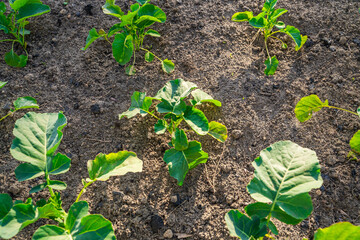 Seedlings of different varieties of cabbage growing in a vegetable garden, close-up