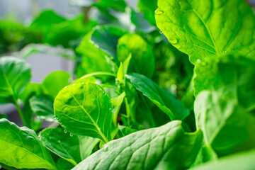 Water drops on the leaves of cabbage seedlings in a greenhouse, close-up