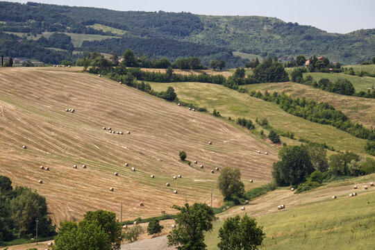Landscape of Bologna, Valsamoggia countryside, showcasing rolling hills covered in golden hay bales. Italy - Powered by Adobe