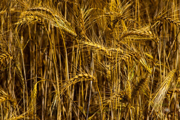 golden wheat field background