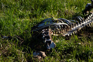 Fototapeta premium Animal skeleton with ribs in the green grass