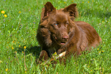 A fluffy Australian Shepherd mix lounges on lush spring grass. One blue eye and one hazel eye give it a striking gaze. It chews a stick under warm sun and yellow flowers.