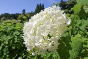 服部農園あじさい屋敷（千葉県茂原市）。約18,000㎡の山の斜面に250品種・10,000株以上の色とりどりの紫陽花が咲き乱れる。