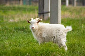 Obraz premium White young goat on the green meadow