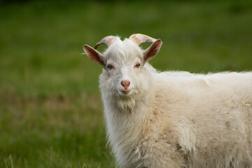White young goat on the green meadow