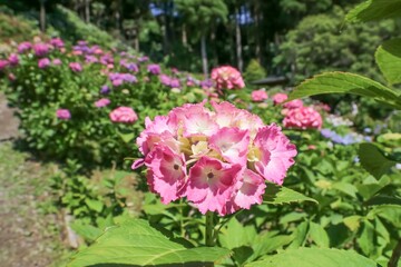 服部農園あじさい屋敷（千葉県茂原市）。約18,000㎡の山の斜面に250品種・10,000株以上の色とりどりの紫陽花が咲き乱れる。