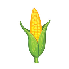 Vibrant yellow corn ear with fresh green husks on white background, simplicity