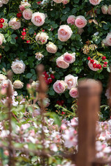Pink and white roses blooming on a rose bush in a garden