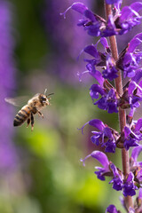close-up of a honey bee (anthophila) flying towards blue and purple sage blossoms (salvia nemorosa)