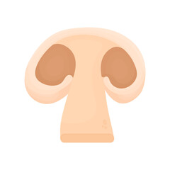 Obraz premium Slice of champignon. Sliced ​​mushroom. Proper nutrition. Protein diet concept