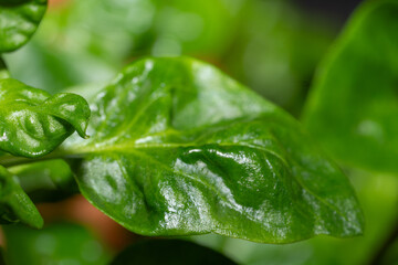 close up a fresh watercress 