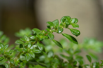 Close up view of a fresh green leaf with natural texture and water droplets