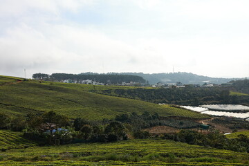 Obraz premium Picturesque tea plantation in vietnam, depicted in minimalist style, tea plantation at sunset, tea plantation in dalat.