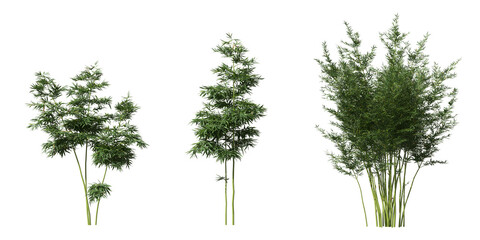 Cut out bamboo collection on transparent backgrounds. high quality 3d rendering. png format	

