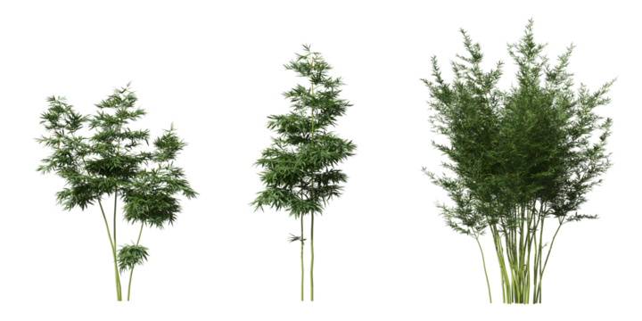 Cut out bamboo collection on transparent backgrounds. high quality 3d rendering. png format	

