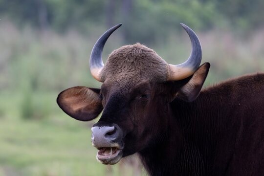 Gaur Collection