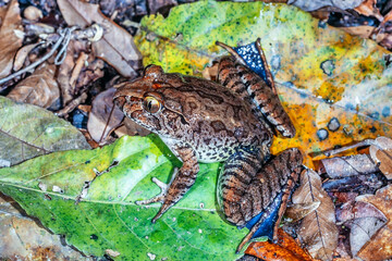 Australian Endangered Giant Barred Frog
