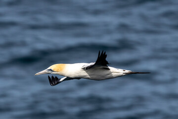 Australasian Gannet in flight