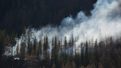 Smoke billows through a dense forest during a wildfire in early summer