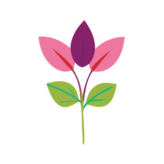 pink flower isolated on white background