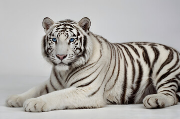 Naklejka premium white tiger resting on the ground