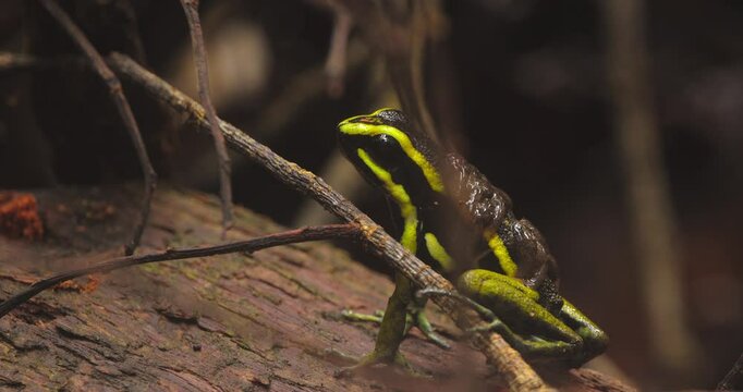 Closeup of a Peruvian poison dart frog opening its mouth on a rainforest log with tiny tadpoles nestled along its back.