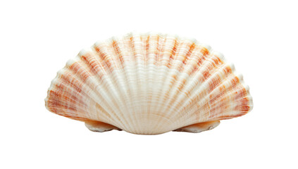 Obraz premium Seashell, fan-shaped, smooth, delicate
