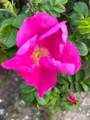 rose hips, pink rose hip flowers, rose hips in bloom