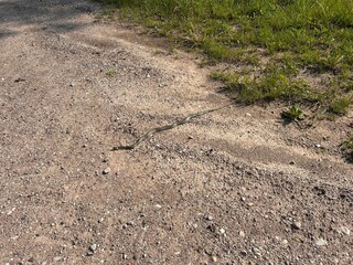 grass snake on a sandy road
