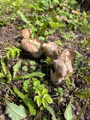 mushrooms, mushrooms on the plot
