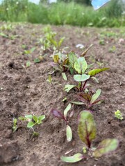 beetroot, beetroot in the garden, beet sprouts, beet sprouts in the garden
