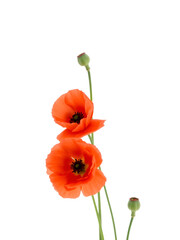 Naklejka premium poppy flowers isolated on white