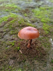 mushroom in the forest