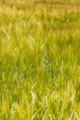 Crops in growth in a field