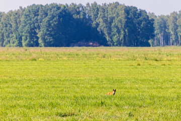 Red fox on a grass meadow a sunny summer day
