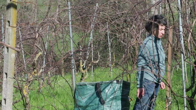 Strong independent caucasian woman farmer prunes vines during late winter dormancy among bare rows in Martani hills, preserving tradition and quality grape production under soft seasonal light