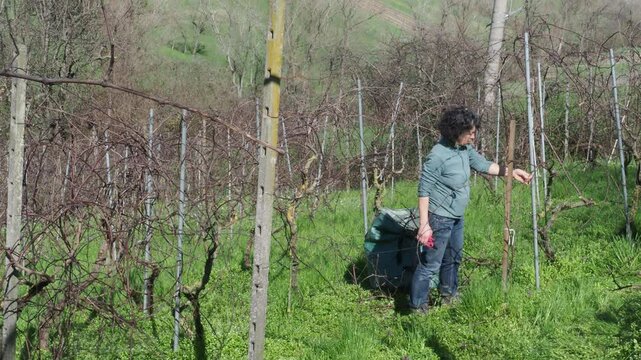 Strong independent caucasian woman farmer prunes vines during late winter dormancy among bare rows in Martani hills, preserving tradition and quality grape production under soft seasonal light