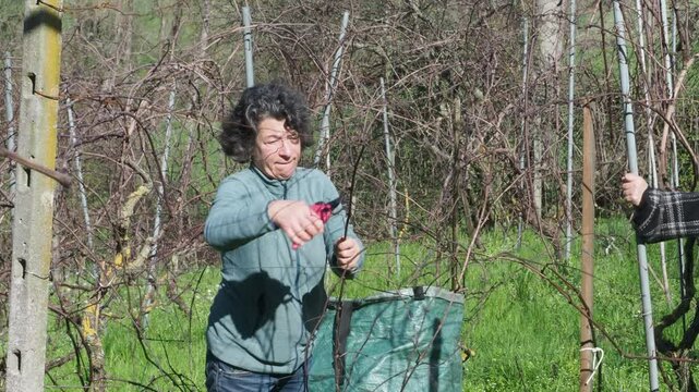Strong independent caucasian female farmer prunes vines during late winter dormancy among bare rows in Martani hills, preserving tradition and quality grape production under soft seasonal light