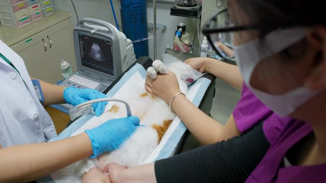 The veterinarian does an ultrasound examination of the cat's abdomen while its lying on the table with an ultrasound scanner at veterinary clinic