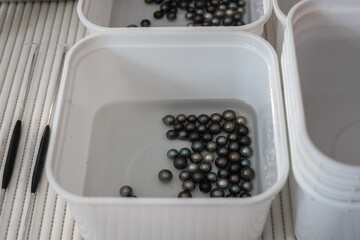 Tahitian Black Pearls from Tahaa Island, French Polynesia