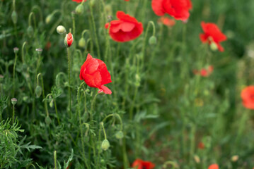 Red poppies in a green field.