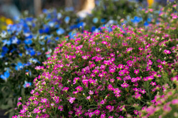 Obraz premium Vibrant pink flowers with blue blossoms in garden backdrop