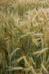 Fototapeta premium Close up of golden wheat in a field. Selective focus.