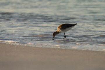 Migratory coastal bird fishing for small fish on Florida beach