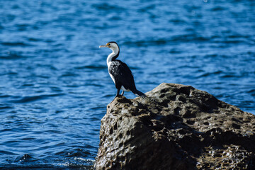 Little pied cormorant resting on a rock in blue sea water