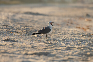 Grey, white, black herring gull practices open-mouth yell on bea