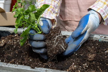 Gloved hands loosening flower seedling roots