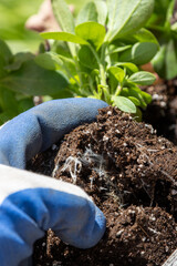 Gloved hand holding fungal garden soil