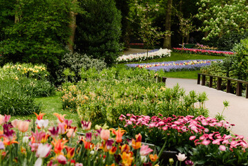 Obraz premium Colorful Spring Blooms in Keukenhof Gardens, The Netherlands